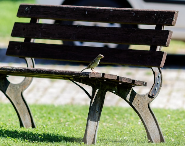 Een vogel op een bankje Hoge kwaliteit foto