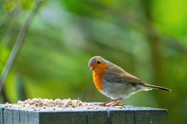 Een vogel op een hek met een groene achtergrond