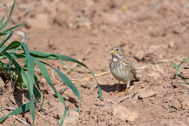 Een vogel staat op de grond en de grond kijkt naar de camera