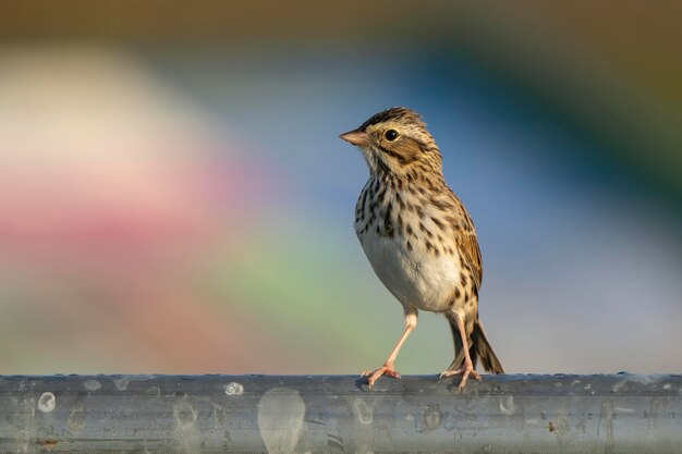 Foto een vogel staat op een paal met een wazige achtergrond