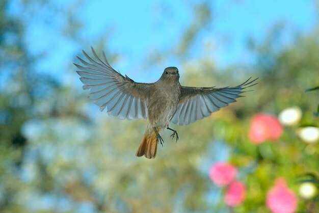 Foto een vogel vliegt in de lucht met een blauwe hemel achter zich