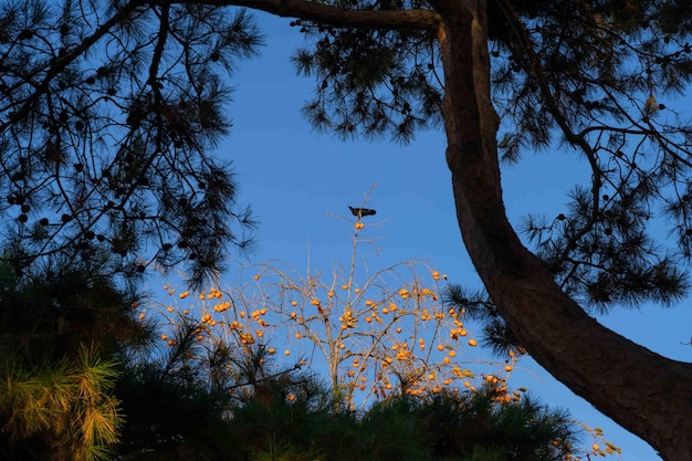 Een vogel zit bovenop een boom met bladeren eraan.