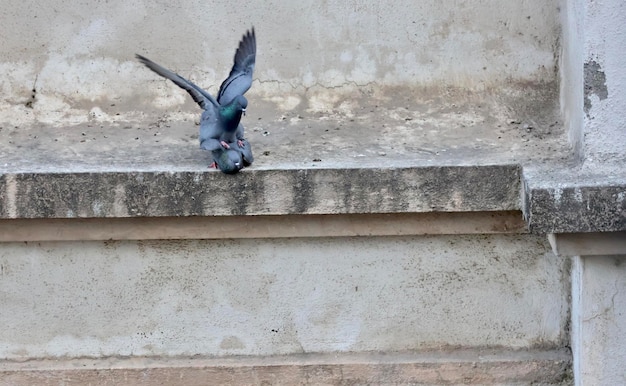 Foto een vogel zit op een andere vogel met uitgestrekte vleugel