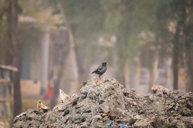 Een vogel zit op een hoop afval.