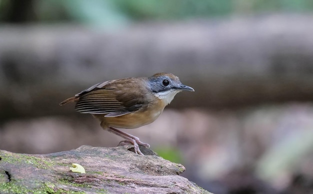 een vogel zit op een rots met een vogel erop