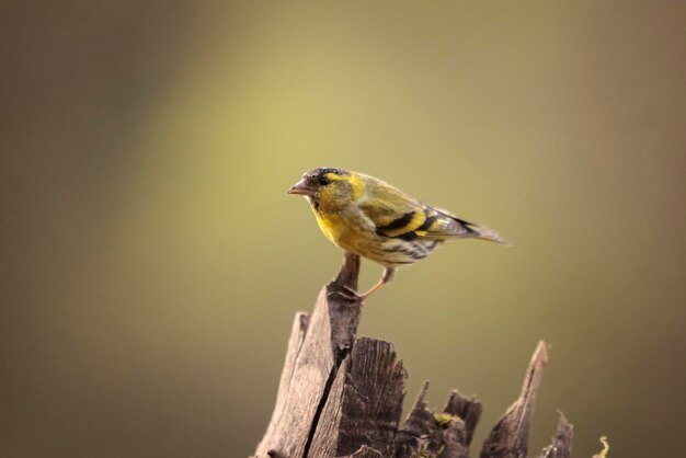 Foto een vogel zit op een stuk hout