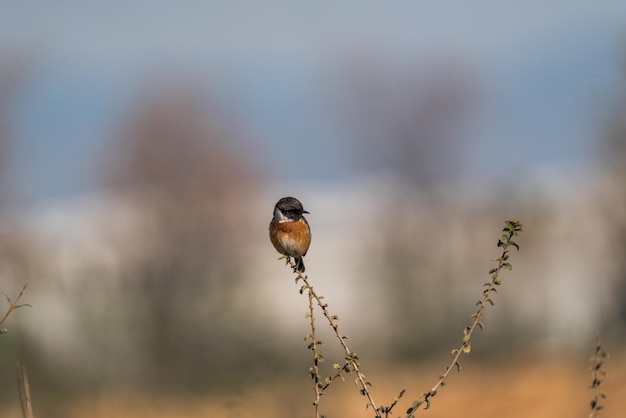 Een vogel zit op een tak met daarop een blauw-zwarte vogel.