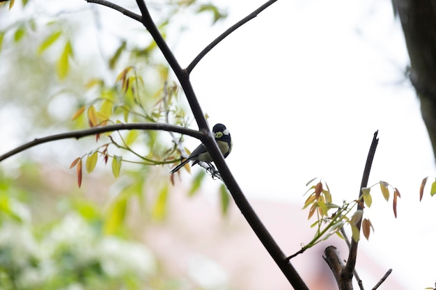 Een vogel zit op een tak met een groen blad.