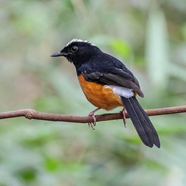 een vogel zit op een tak met een wazige achtergrond