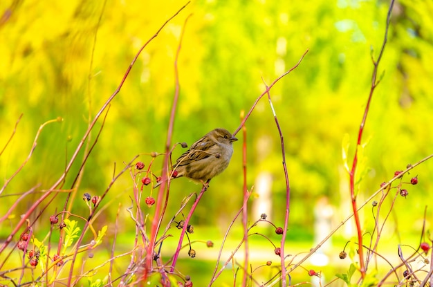 Een vogel zit op een tak met rode bessen op de achtergrond.