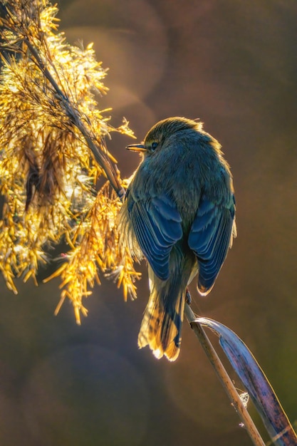 Een vogel zit op een tak waar de zon op schijnt.