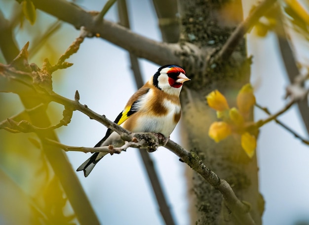 een vogel