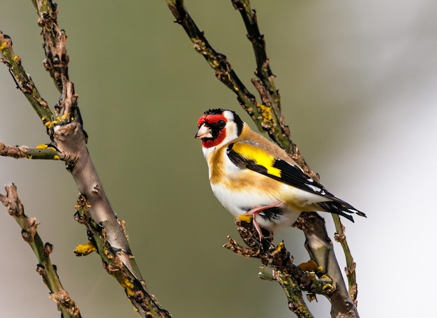 een vogel