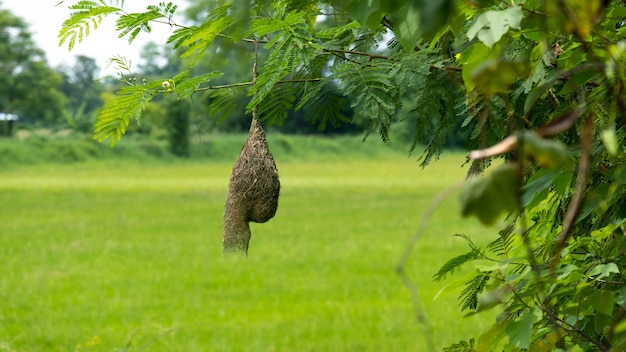 Een vogelnest hangend aan een boom uit een vogelnest