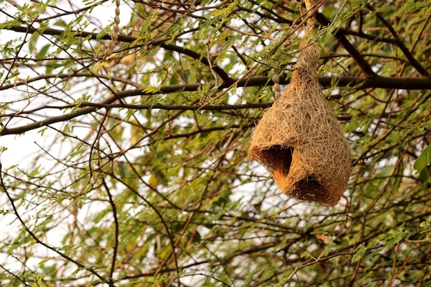 Foto een vogelnest op een boom