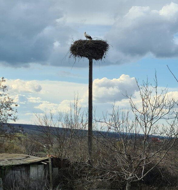 Een vogelnest op een paal met een bewolkte lucht op de achtergrond.