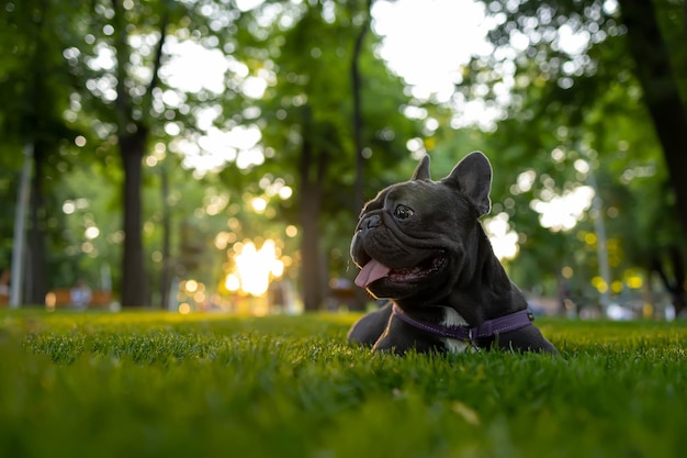 Een volbloed Franse bulldog trainen die nu onder zonsondergang in het park ligt