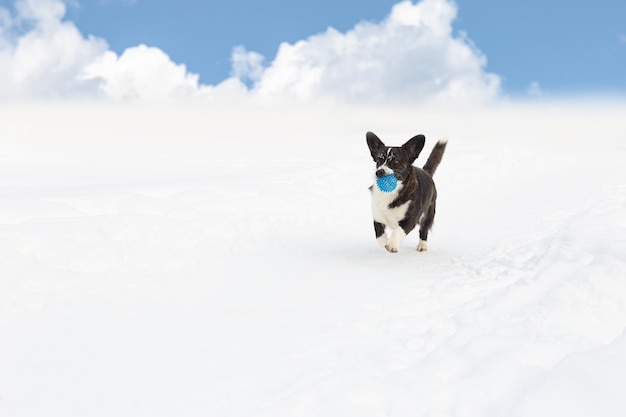 Een volbloed hond rent met een speeltje in de sneeuw welsh corgi pembroke pets