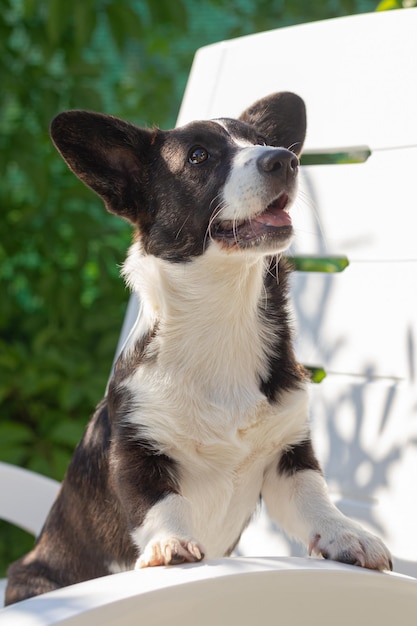 Een volbloed Welsh corgi Pembroke Pets in de natuur