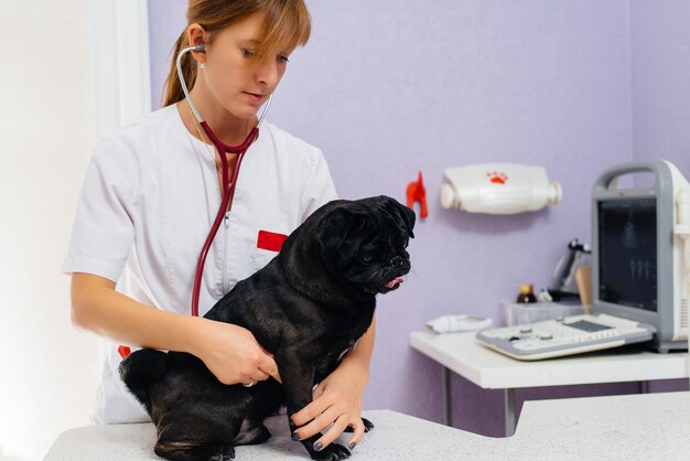 Een volbloed zwarte hond van het ras teckel wordt onderzocht en behandeld in een dierenkliniek. Diergeneeskunde.