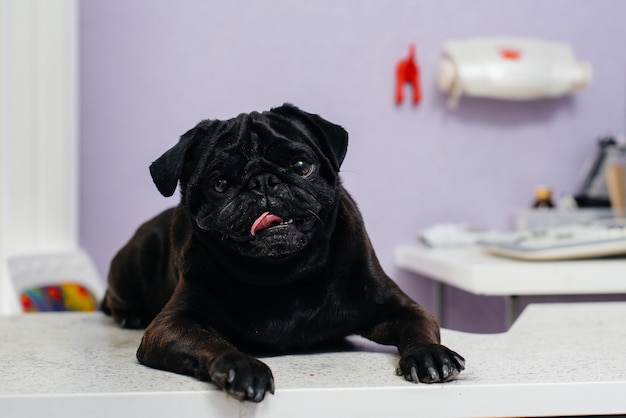 Een volbloed zwarte hond van het teckelras wordt onderzocht en behandeld in een dierenkliniek