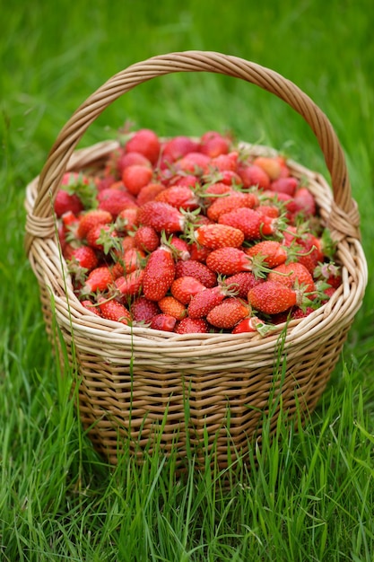 Een volle mand aardbeien op een weelderig groen gras op een zonnige zomerdag