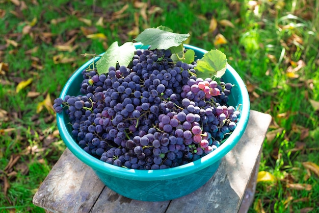 Een volle mand met rijpe zwarte druiven die in de herfst fruit oogsten op de boerderij