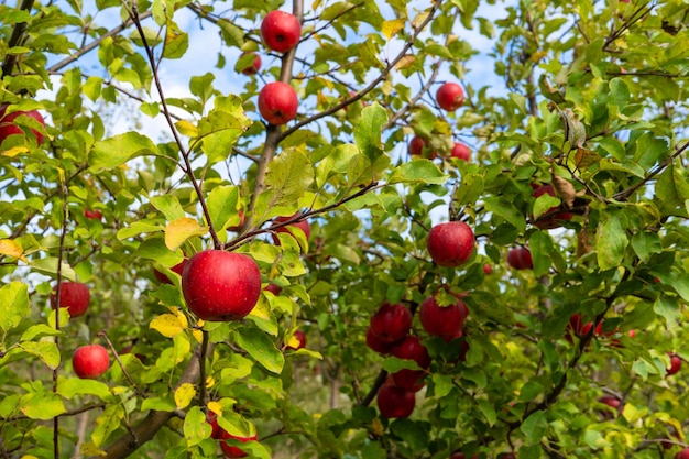 Een volle tuin van prachtige rode rijpe appels