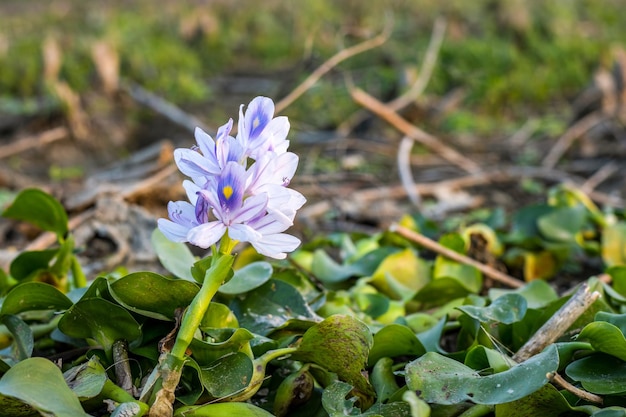 Een volledig uitgebloeide waterhyacintbloem van dichtbij op de rivieroever