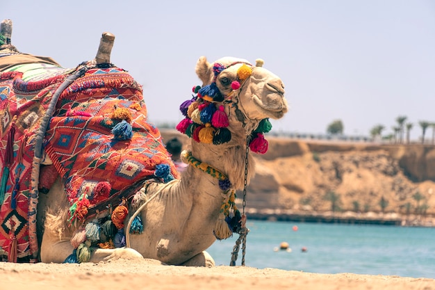 Een volwassen Egyptische kameel voor het vervoer van toeristen ligt op een zandstrand tegen de achtergrond van een prachtige zee. Egypte. Kameel rustend in de schaduw op het strand van Hurghada, Egypte
