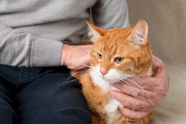 Een volwassen grote rode kat zit op de bank naast zijn eigenaar