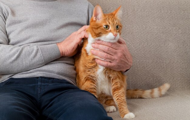 Een volwassen grote rode kat zit op de bank naast zijn eigenaar