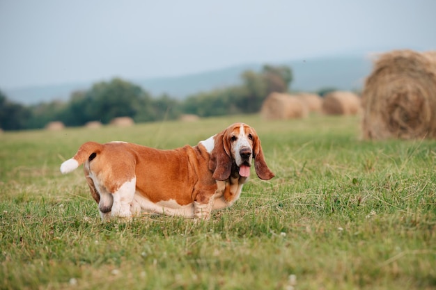 Een volwassen hond van het ras Basset Hound wandelt in de natuur