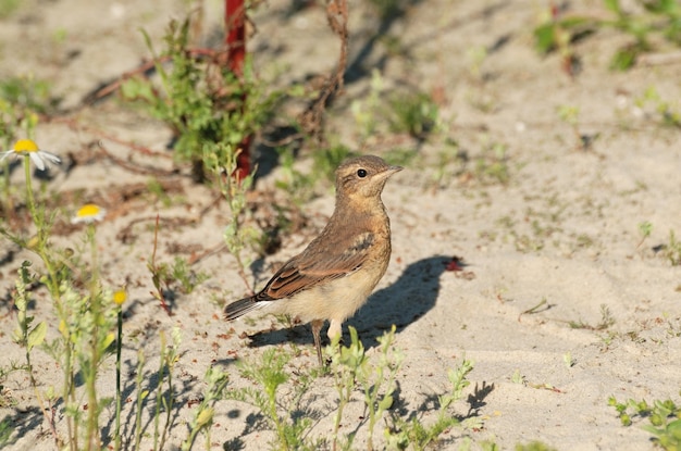 Een volwassen kuikentapuitOenanthe oenanthe zit op het zand