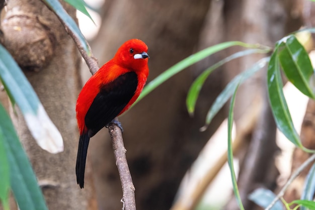 Een volwassen mannelijke Braziliaanse tanager ramphocelus bresilius zat op een tak. Deze heldere en kleurrijke soort is endemisch in Brazilië en Argentinië