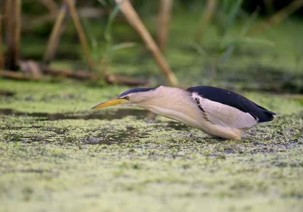 Een volwassen mannetje en een jonge roerdomp worden in close-up gefotografeerd terwijl ze kikkers voorbereiden en jagen in de vijver.