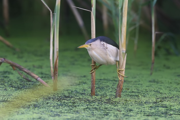 Een volwassen mannetje en een jonge roerdomp worden in close-up gefotografeerd terwijl ze kikkers voorbereiden en jagen in de vijver.