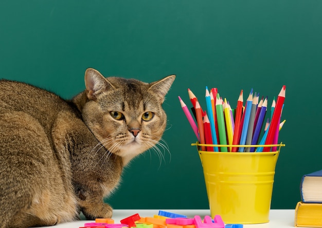 Een volwassen rechte Schotse grijze kat zit op de achtergrond van een school groen schoolbord. Terug naar school