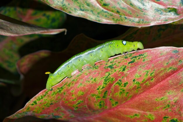 Foto een volwassen rups of groene worm kruipt op het blad