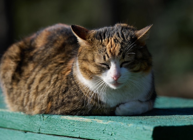 Een volwassen straatkat ontspant op een zonnige dag in de natuur