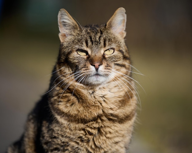 Een volwassen straatkat ontspant op een zonnige dag in de natuur