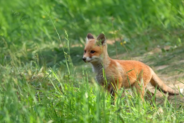 Een vos in het gras kijkt naar de camera.