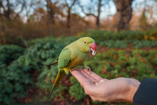 Een vriendelijke roosvormige papegaai voedt zich met een hand in een park in Londen