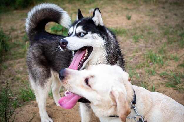 Een vriendelijke wandeling van een donkere Husky en een witte Labrador Zomerwandeling in de natuur op een zonnige dag