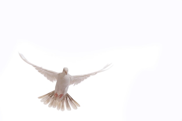 Een vrij vliegende witte duif geïsoleerd op een zwarte achtergrond Bird of peace Pigeon mail