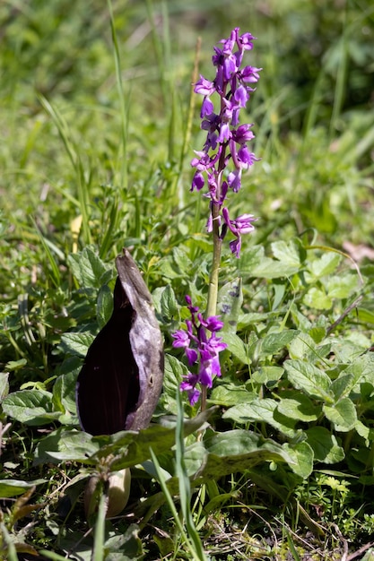 Een vroege paarse orchidee die bloeit in de buurt van East Grinstead