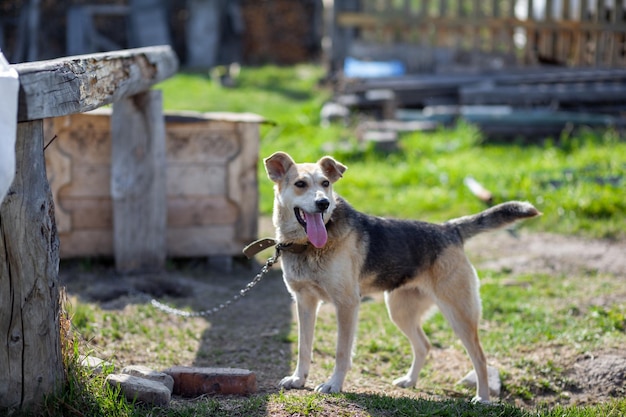 Een vrolijke grote hond met een uitgestoken kettingtong hond aan een ketting die het huis bewaakt