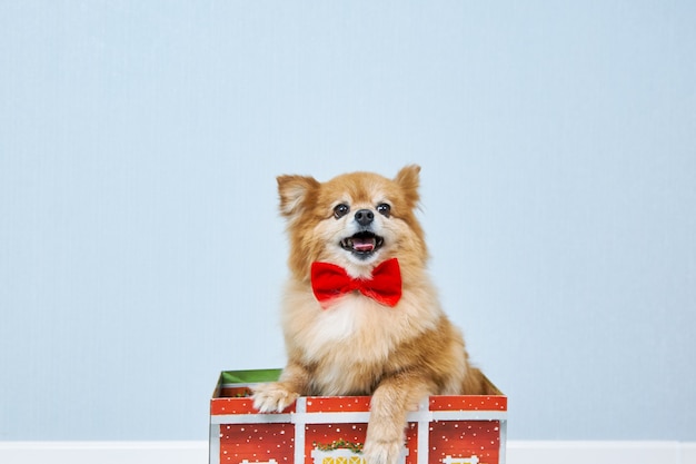 Een vrolijke rode hond van het Duitse spitzras in een rode vlinderdas kwam uit de kerstdoos