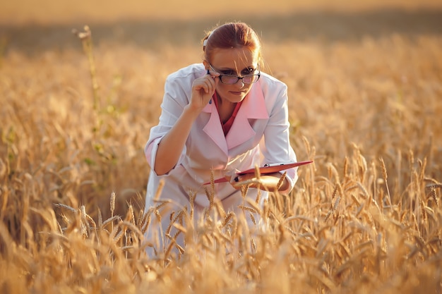 een vrouw agronoom in een veld van tarwe met een rode map en een pen in witte jassen en glazen bij de oogst bij zonsondergang