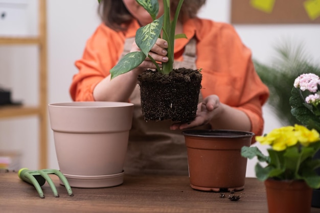 Een vrouw blaast haar dieffenbachia-plant binnenshuis nieuw leven in door deze in een sierpot te verplanten